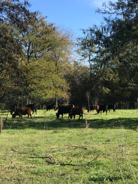 istock cows grazing in the field 2154282641