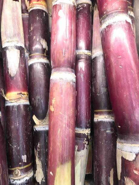 istock sugar cane for sale in the market 2154282644