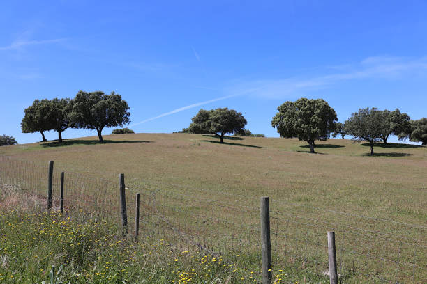 istock Cork Oaks - Portugal 2154283193