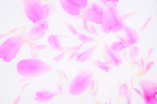 pink peony petals close-up, on a white background, for backgrounds and wallpapers