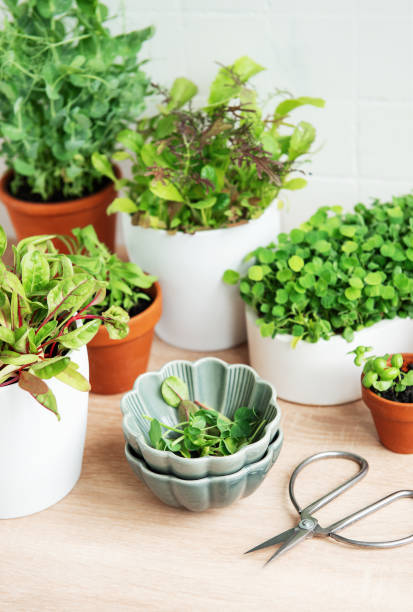 istock Indoor Herb Garden Kit With Fresh Green Plants 2154285328
