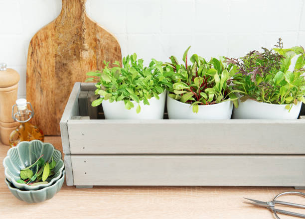 istock Fresh Herbs Grown in White Pots Inside a Gray Wooden Box in a Kitchen Setting 2154285339