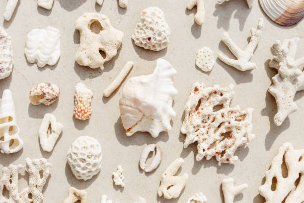 istock Assorted natural Seashells and corals at sunlight, summer nature still life from shell and coral pieces arranged on grey beige background, minimal style trend creative pattern, neutral tones, top view 2154286160