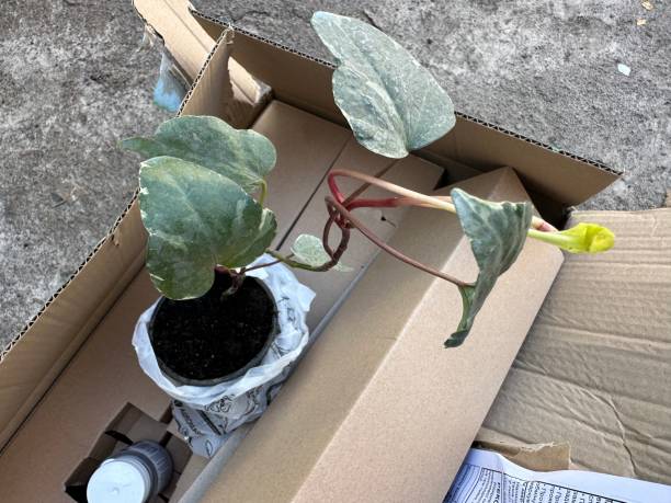 istock Hedera algeriensis ‘Gloire de Marengo’ 2154287586
