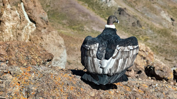 istock Andean Condor (adult male) perched in the Andes mountain range. Condor Andino 2154290749