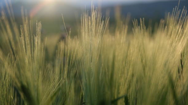 istock Green wheat field and sunset 2154292271