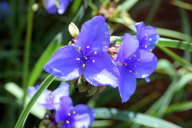 istock Violet color Spider Wort Flowers 2154292448