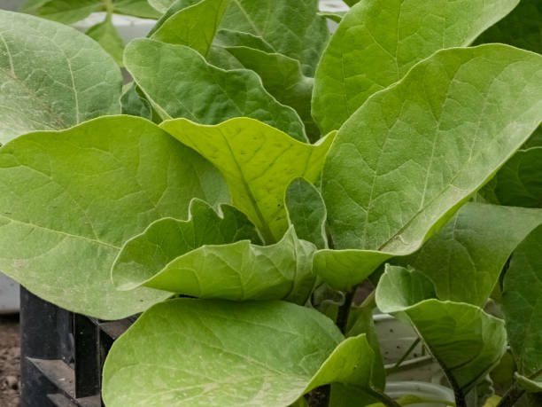 istock Eggplant seedlings in boxes in a greenhouse. The first leaves 2154293079