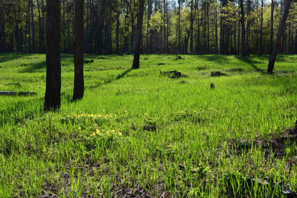 a forest with trees and green grass with sunshine