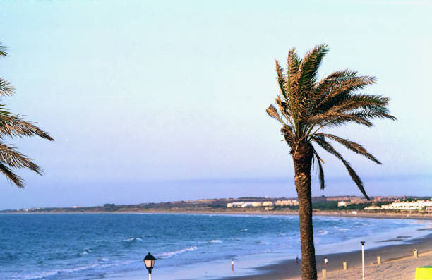 palm on a beach against the sea and the sky
