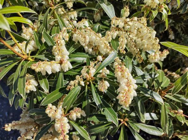 istock Pieris japonica 'Flaming Silver' 2154299582