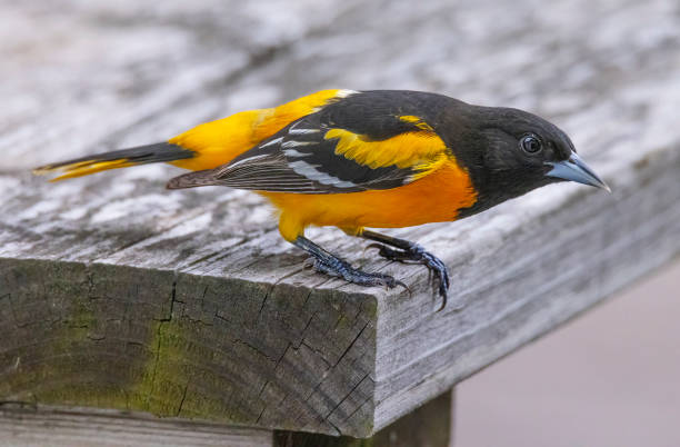 Beautiful Oriole close-up, with great detail.