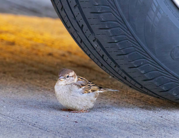 Little sparrow finds a safe place to hide, and he is blissful. But he doesn't really understand his surroundings. There is a lesson in this image!