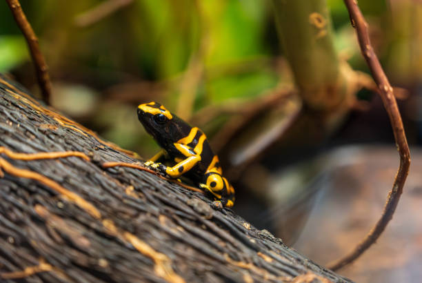 istock Yellow-banded poison dart frog sits on tree trunk. 2154300410