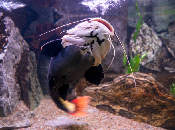 istock Lower body and head of Redtail catfish. 2154300466