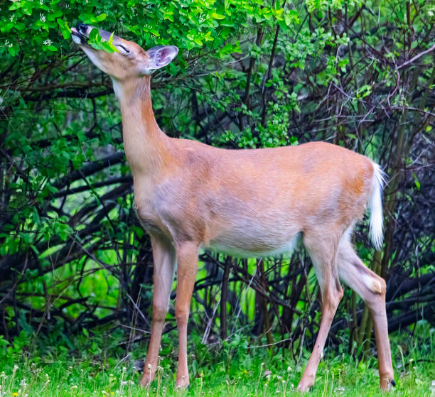 istock Happy doe eating delicious blossoms 2154300524