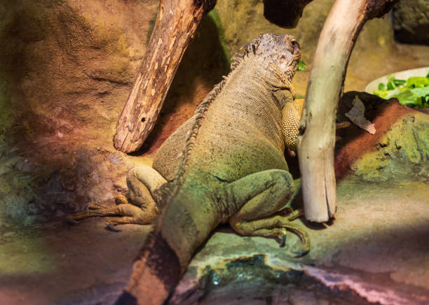 Sharp close-up of the head of a golden iguana, highlighting its scales and facial features. Great for educational content, reptile illustrations, and exotic animal visuals.