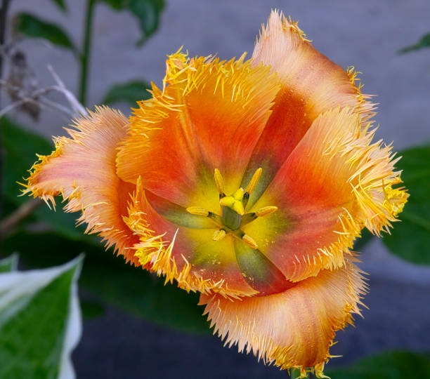 Exotic fringed tulip flower, close-up macro photography, unequaled beauty.