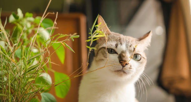 istock Grass and herbs. Supplementary food for cats raised indoors. 2154302964