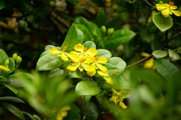 istock Yellow Ochna integerrima flowers bloom on the tree 2154303925