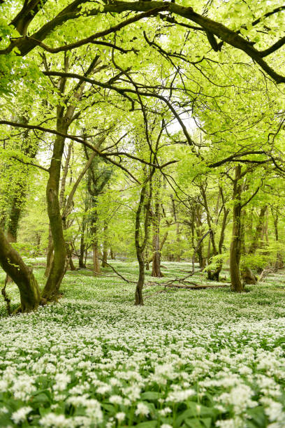 istock Allium ursinum in woodland 2154304440