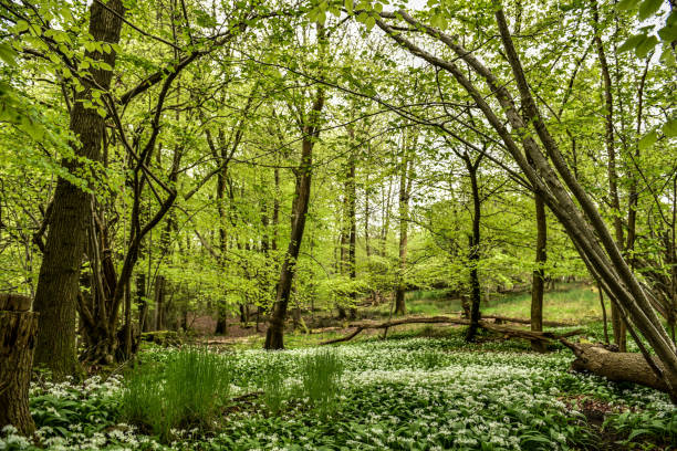 istock Spring woodland and wild garlic, Allium ursinum 2154304598