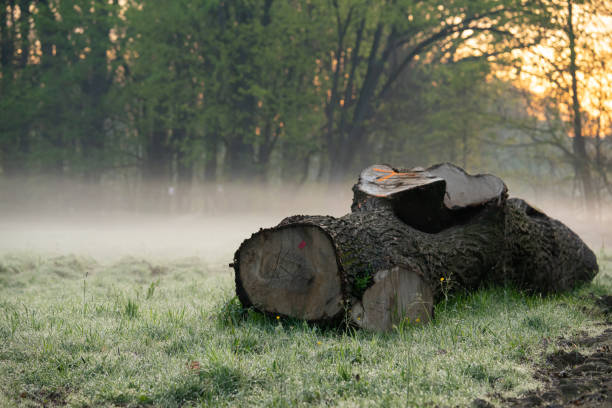 cutting down trees in the forest, river, forest landscape pulpit