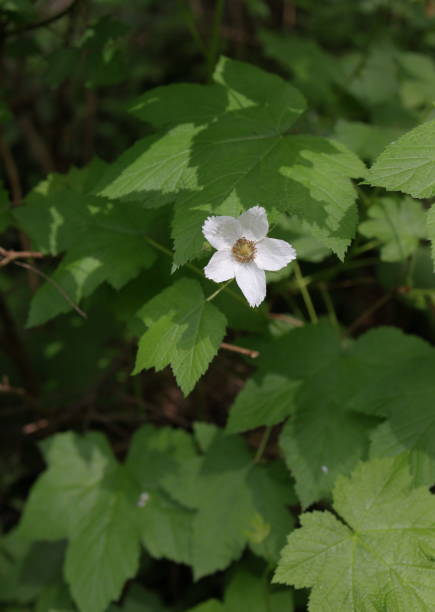 istock Thimbleberry with White Flower in British Columbia, Canada 2154306377