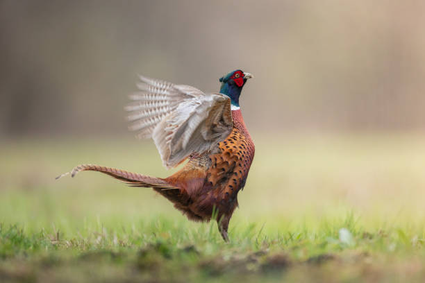 istock Bird - Common pheasant Phasianus colchius Ring-necked pheasant in natural habitat wildlife Poland Europe 2154307488