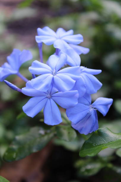 istock Dainty Purple Flowers 2154307932