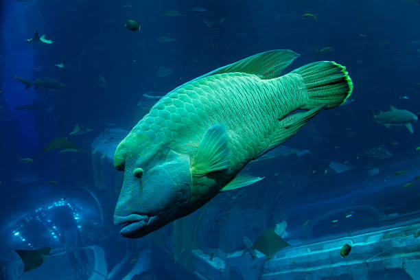 A Napoleon wrasse swimming in a large aquarium with blue water