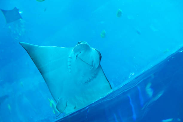 Underwater close-up view of a stingray swimming in an aquarium, showcasing its graceful movement and marine habitat