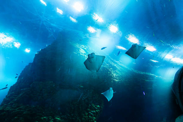 Aquatic scene showing multiple stingrays swimming in an illuminated aquarium, highlighting the underwater environment