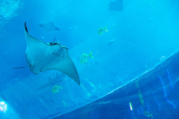 aquarium