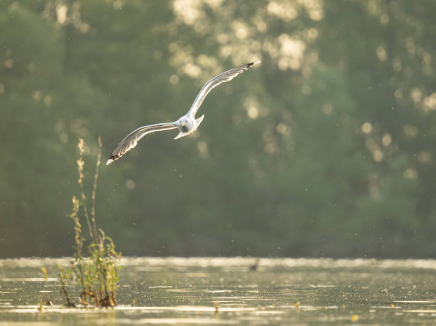 istock Seagull in flight over the pond 2154310732