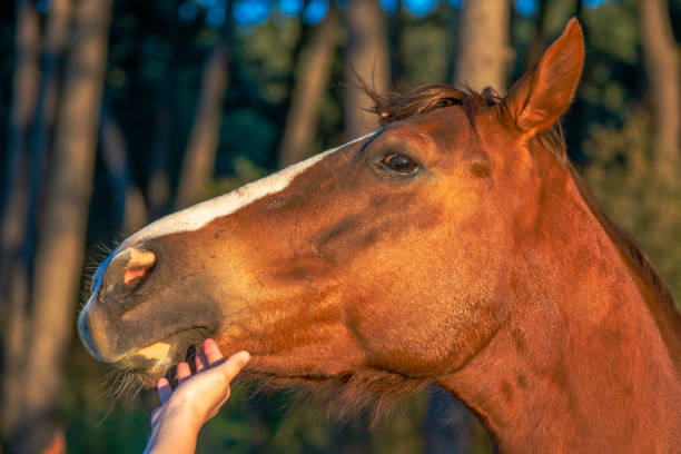 istock Tender Connection: Woman's Hand Loving the Brown Horse 2154311591