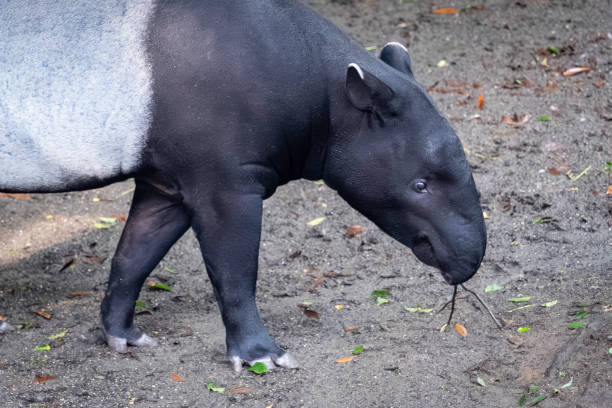 Malayan tapir holding a branch in its mouth