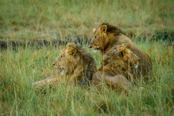 istock Three male lions in a grass 2154312626