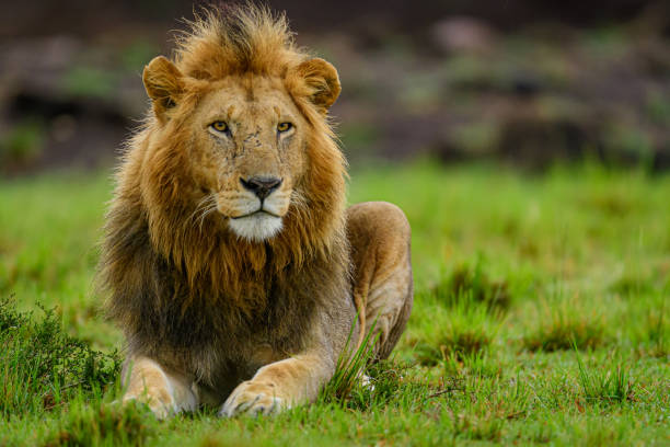 istock Male Lion sitting 2154312633