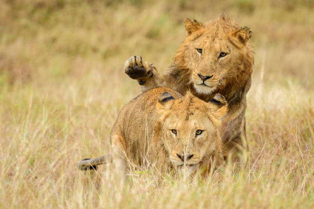 Sub adult lion cubs play fight in grass.