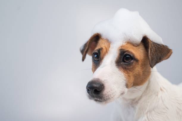istock Funny dog jack russell terrier with foam on his head on a white background. Copy space. 2154313410