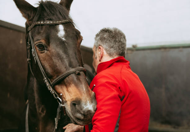 istock Senior man preparing horse with bridle for riding , copy space. 2154313941