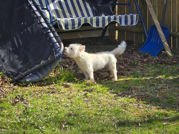 A dog sniffing at an outside chair.