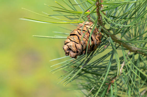 Close Up Pinus Bungeana Tree At Amsterdam The Netherlands 4-4-2024