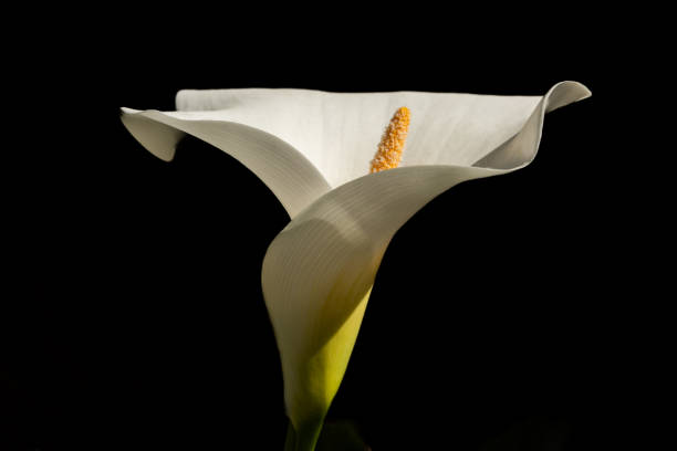 istock Arum or white calla (Zantedeschia aethiopica) in flowering in spring. 2154319622