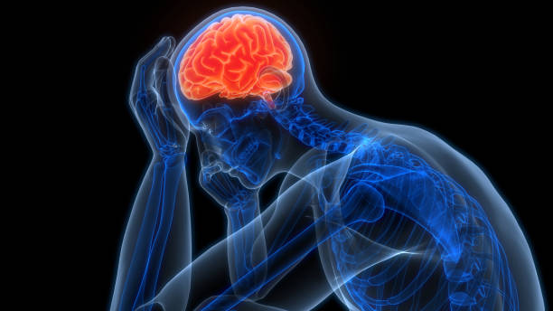 istock Central Organ of Human Nervous System Brain Anatomy 2154320592