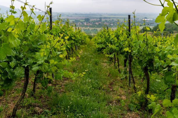 Vineyards in the Balaton Uplands on a cloudy morning in springtime.