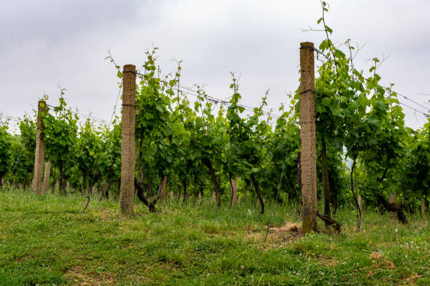 Vineyards in the Balaton Uplands on a cloudy morning in springtime.