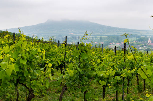 Vineyards in the Balaton Uplands on a cloudy morning in springtime.
