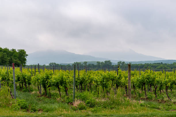istock Vineyards in the Balaton Uplands 2154322203